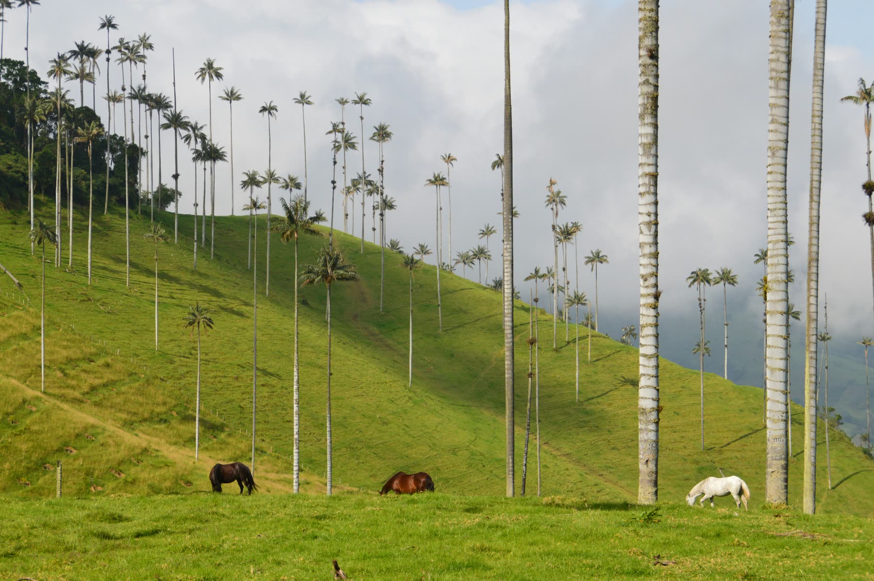 Colombia II