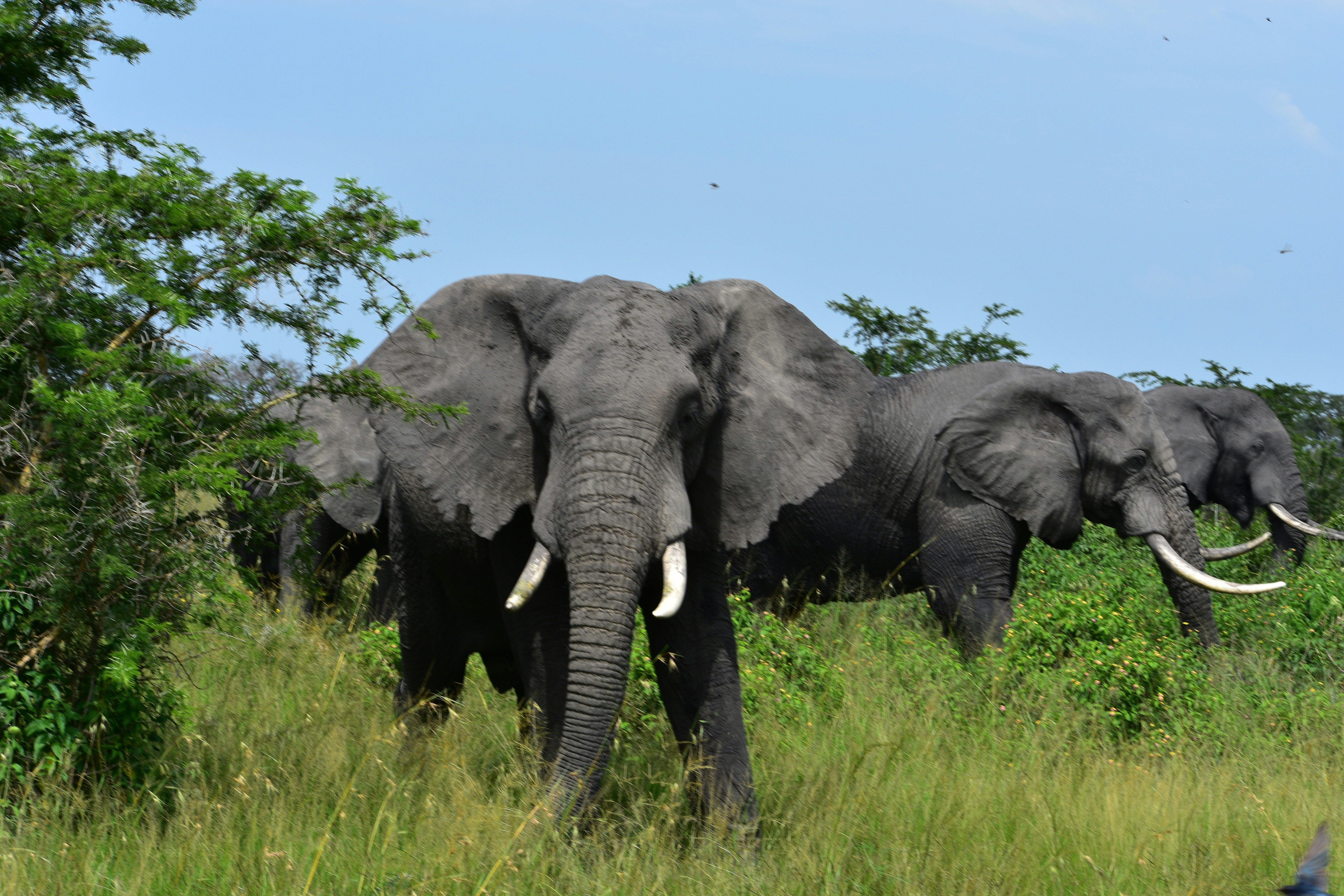 emmy-shingiro-R_11WYJ05J4-unsplash