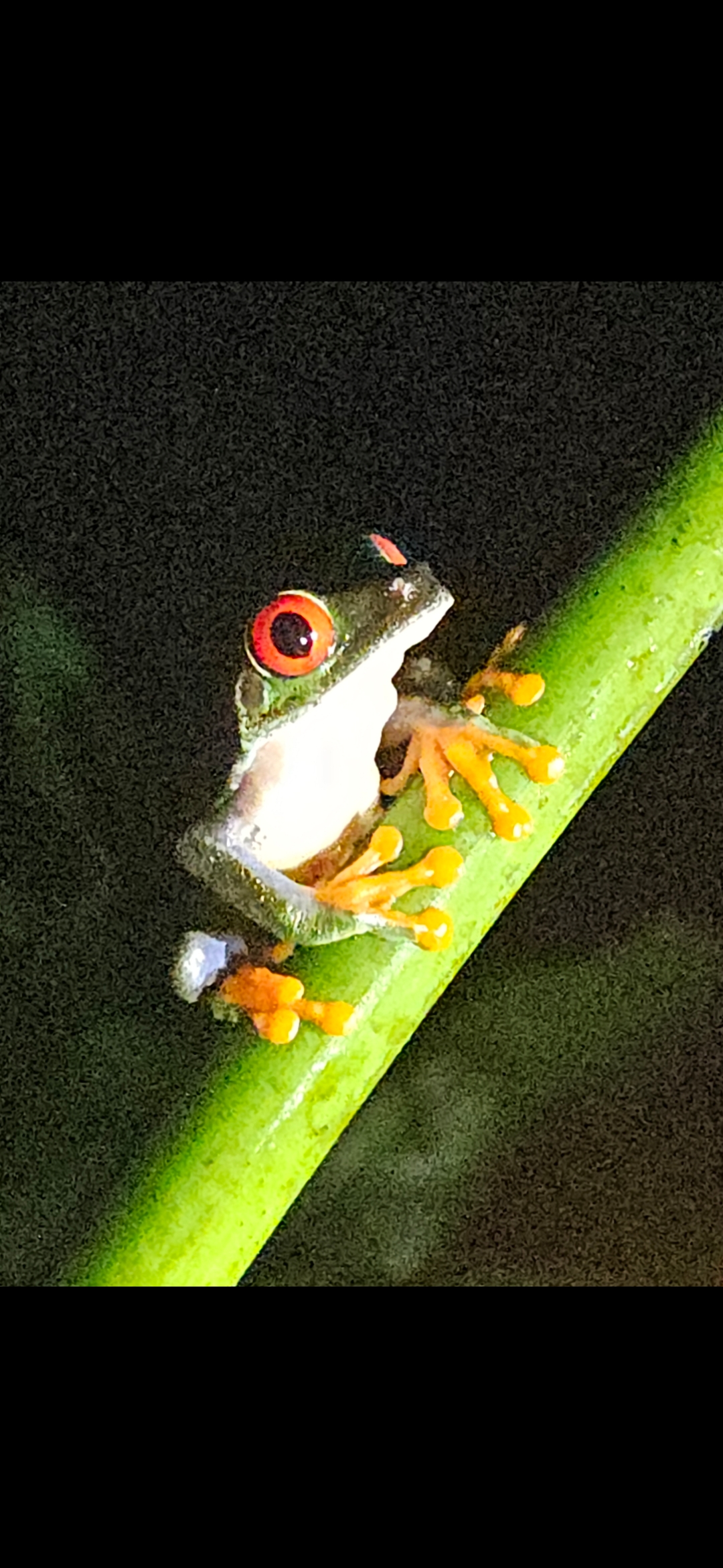 Reisfotografie van de rondreis door Costa Rica